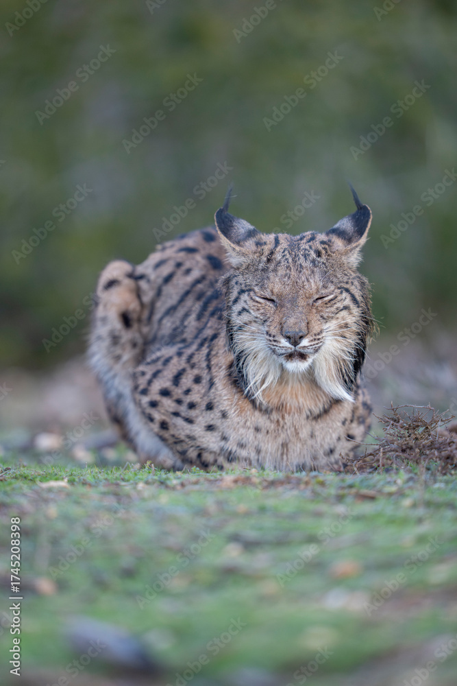 Obraz premium Iberian lynx
