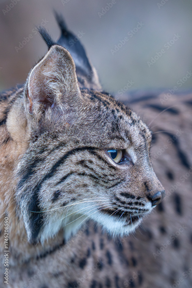 Obraz premium Iberian lynx close up portrait