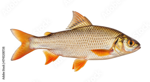 Fotografie Isolated Ide fish, freshwater fish species native to Europe and Western Asia, co