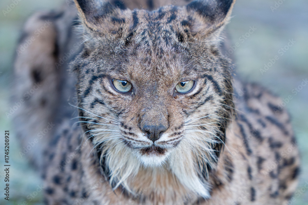 Fototapeta premium Iberian lynx close up portrait