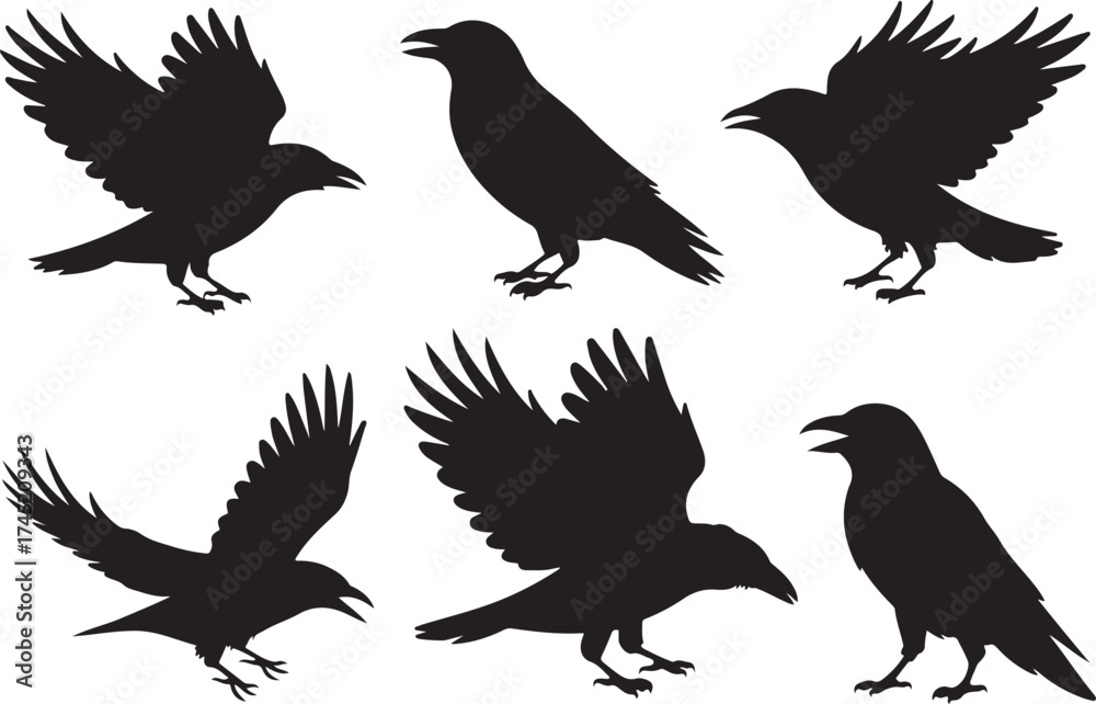 Fototapeta premium Collection of six silhouette ravens in various poses against a white background