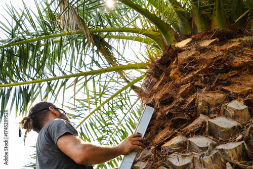 Professional gardener on ladder pruning large palm tree, performing garden maintenance work outdoors during summer. Concept of landscaping,agriculture,greenery,tropical plants and professional outdoor