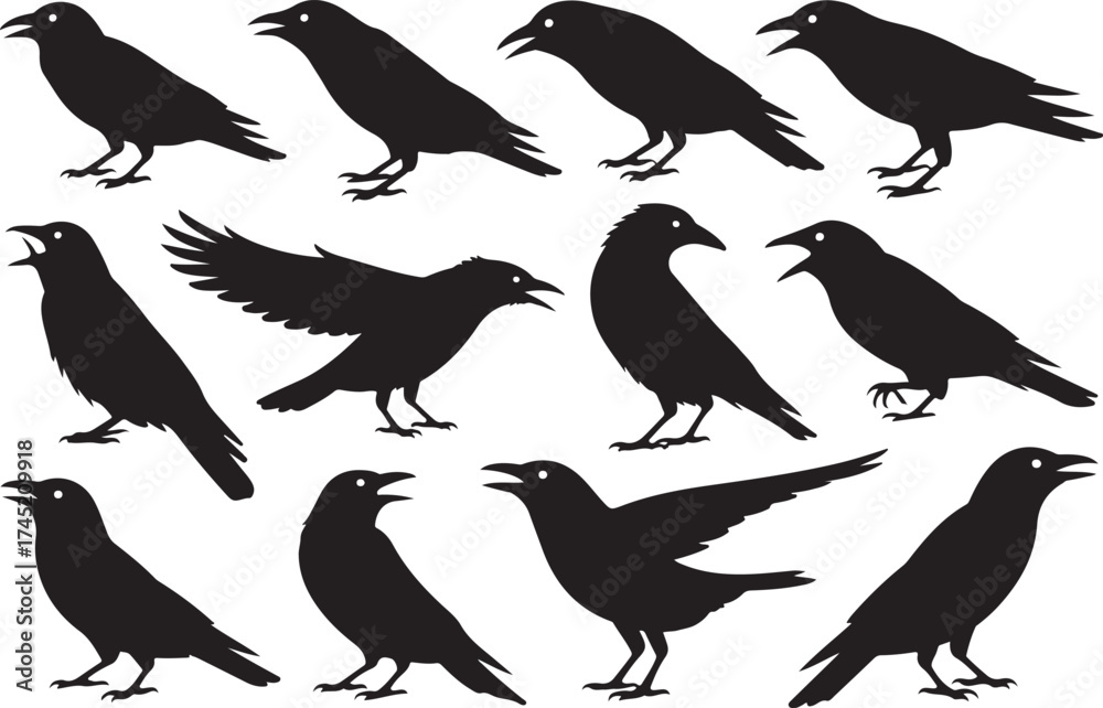 Fototapeta premium Collection of black silhouette crows in various poses on white background