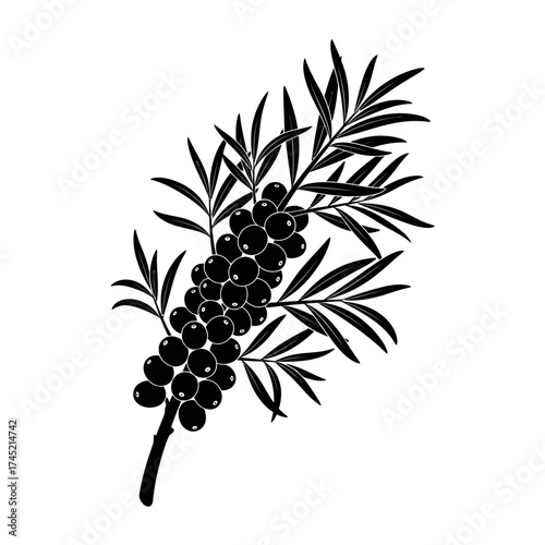 Black and white silhouette of a sea buckthorn branch with berries.