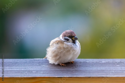 Autumn is coming and the little birds are already starting to ask for food.