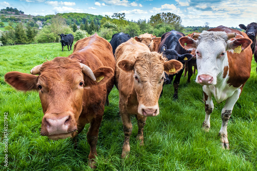 Curious cows in a field near Newton Linford, Leicestershire, England