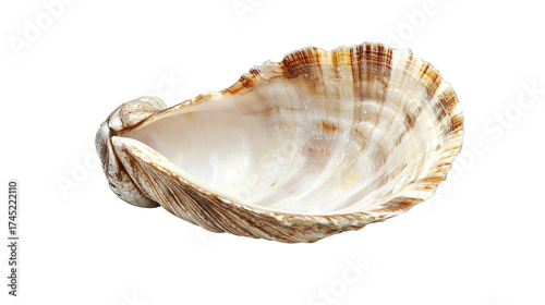 sea ​​shells transparent background