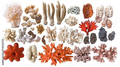 coral background transparent