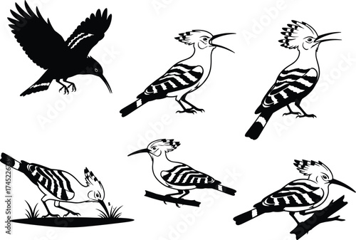 Hoopoe bird vector illustration, black and white wildlife drawing, flying and perched poses, crest detail, nature animal silhouette, avian artwork