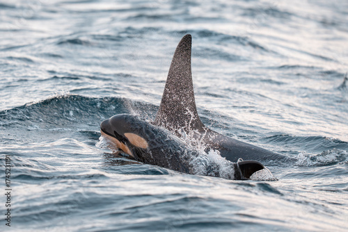 Orcas or Killer whales swim in the water