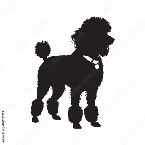 Silhouette of a Poodle Dog on a White Background