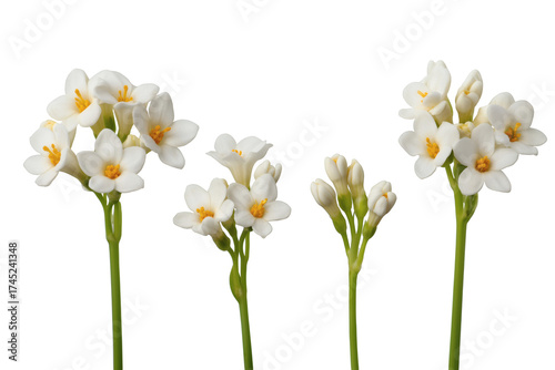 Wallpaper Mural A collection of exquisite white flowers in full bloom. Isolated on transparent background, png Torontodigital.ca