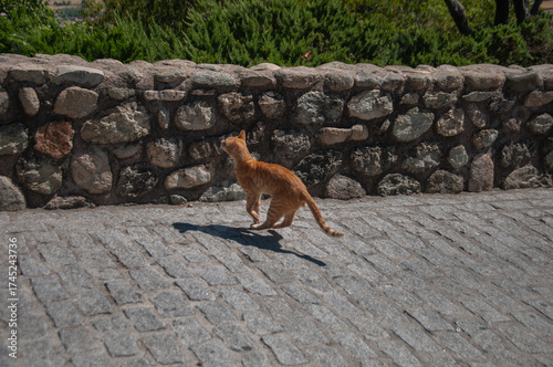 Playful ginger cat jumping in mid air