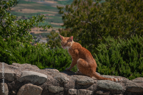 Cute ginger cat sitting in sunlight