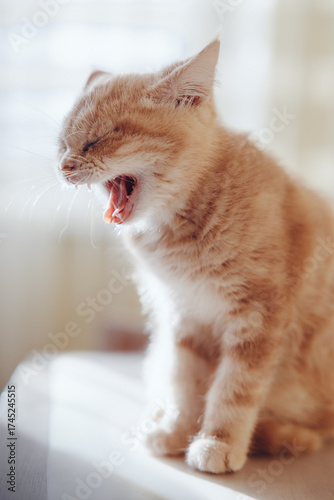 Cute yawning red kitten