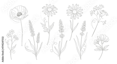 Floral Sketches Delicate Line Art of Poppy, Lavender, and Daisies