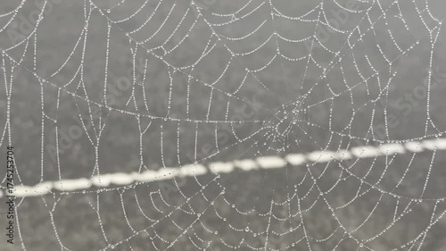 Dew-kissed spiderweb: a tranquil glimpse of nature's delicate beauty.