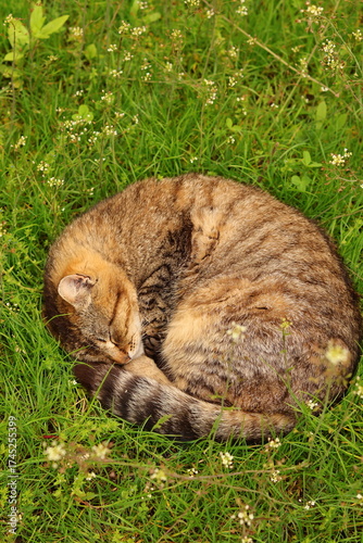 cat in grass