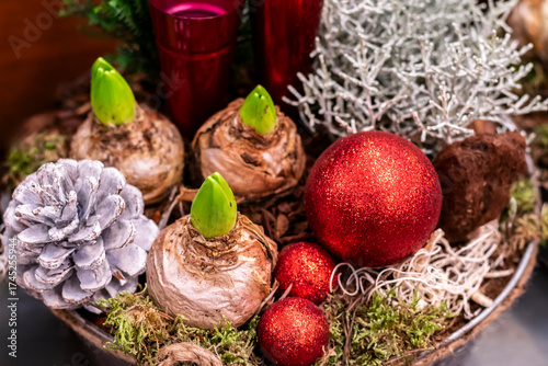Flower arrangement with sprouting hyacinth bulbs, winter plants and red Christmas balls, selective focus