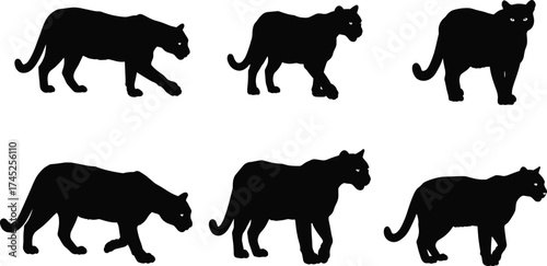 Silhouette panther walking sequence, big cat motion study, wild animal gait cycle, feline movement reference, jungle predator illustration, animation design