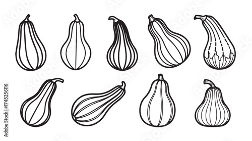 Hand drawn butternut squash gourds with stripes isolated line art sketch for harvest decor vector