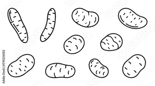 Hand drawn potatoes variety shapes and sizes simple sketch organic root vegetable food icon set vector