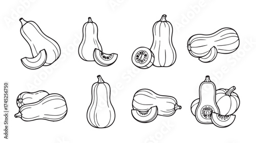 Hand drawn butternut squash collection various poses and slices isolated line art sketch vector