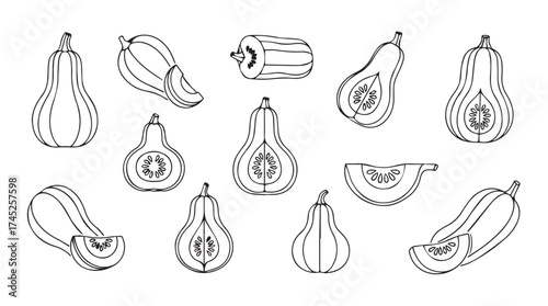 Hand drawn sketch collection of butternut squash varieties and slices botanical art vector