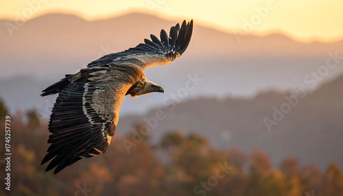Wallpaper Mural Bird of prey in flight over autumnal hills at sunrise Torontodigital.ca