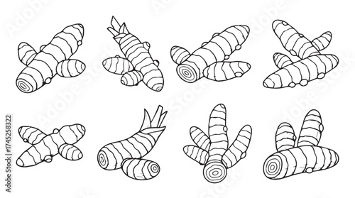 Collection of turmeric root hand-drawn sketches healthy spice root ingredient food preparation natural ingredient vector