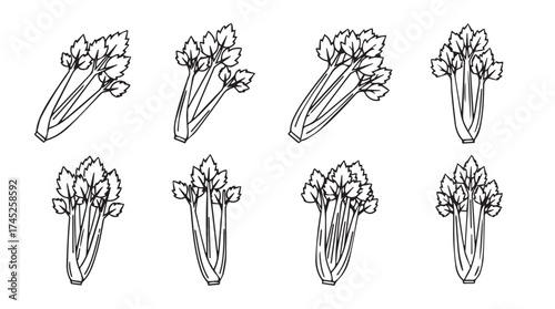 Hand-drawn celery stalks collection fresh organic vegetable sketch artistic food illustration vector