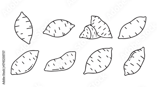 Hand drawn sweet potato collection fresh organic root vegetables collection sketch style vector