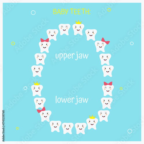 Baby teeth, upper jaw, lower jaw, baby, pediatric dentistry, dental care