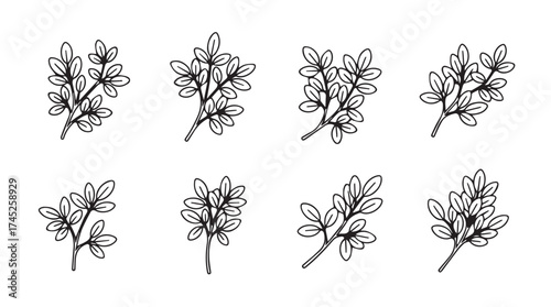 Hand drawn botanical elements set of delicate leafy branches sketch art collection vector