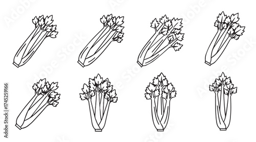 Fresh celery stalks isolated healthy vegetable food illustration line art drawing vector