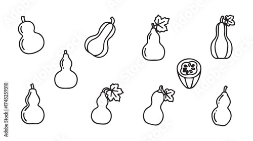 Collection of hand-drawn gourds and squash with unique shapes and a sliced fruit presented artistically vector