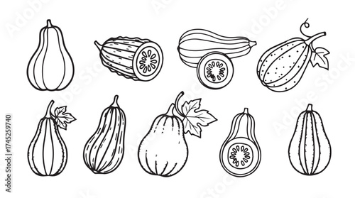 Variety of hand-drawn gourds and squash harvest collection outline graphics vector