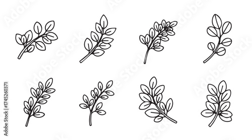 Set of hand drawn delicate leafy branches sketch collection simple botanical elements nature art vector