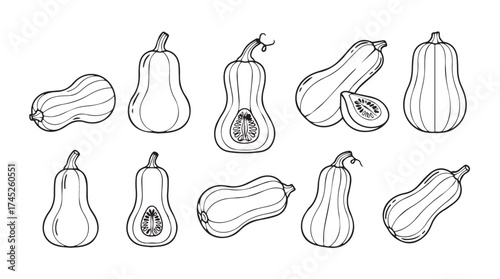 Collection of hand drawn butternut squash varieties in various poses and styles vector