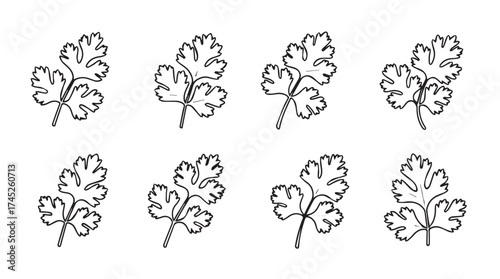 Hand drawn botanical elements featuring parsley leaves detailed sketch for culinary and decorative designs vector