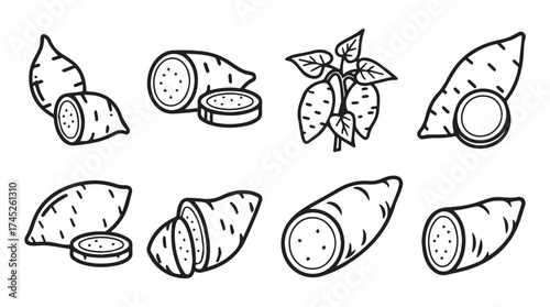 Hand drawn sweet potato collection whole cut sliced with leaves rustic sketch style vector