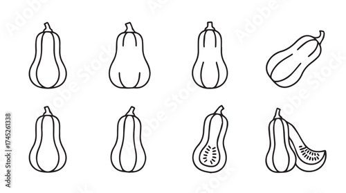 Hand drawn butternut squash variety sketches organic autumn harvest seasonal produce collection vector