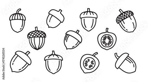 Hand drawn acorn collection botanical elements rustic autumn nature fall season decorative icons vector