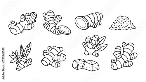 Hand drawn ginger root collection variety of shapes and sizes for culinary and health uses vector