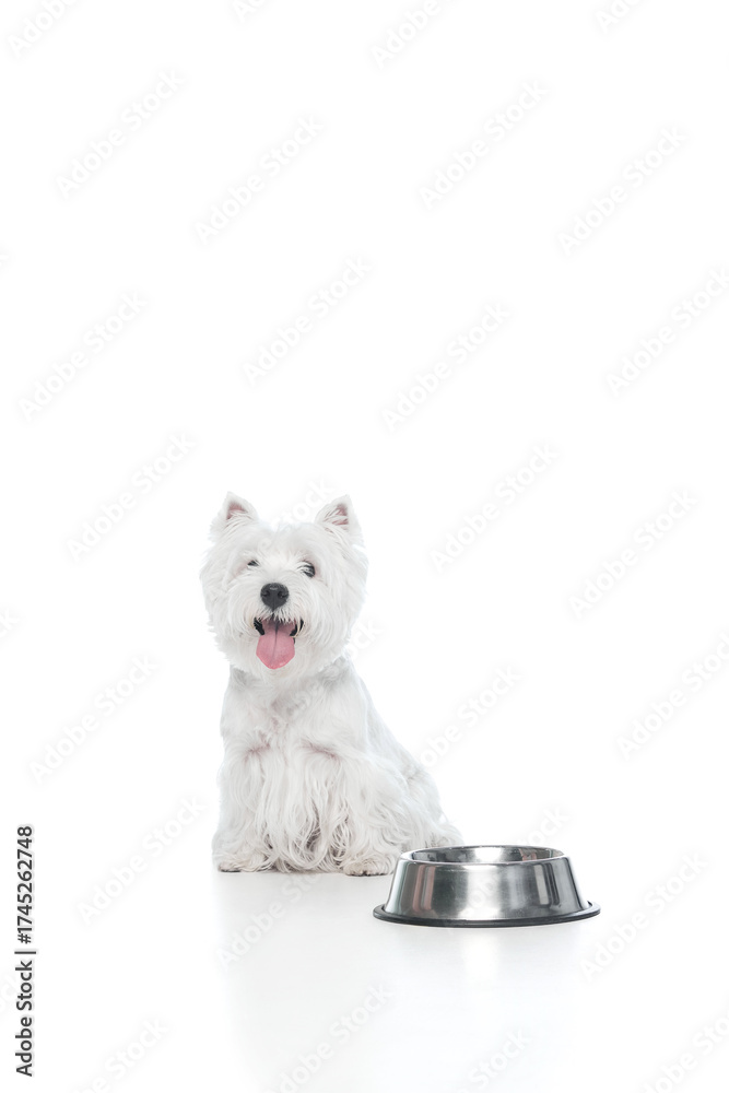 Fototapeta premium White dog sitting beside metal bowl waiting patiently. Concept of care, discipline, and routine for pet food, veterinary, and lifestyle advertising.