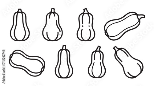 Butternut squash outline set diverse angles for autumn harvest design elements vector
