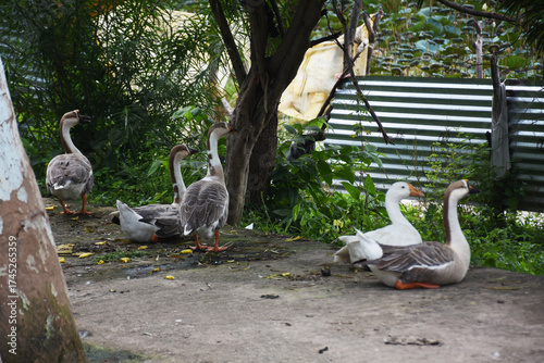Domestic Geese meeting publicly showing bounding with each other.