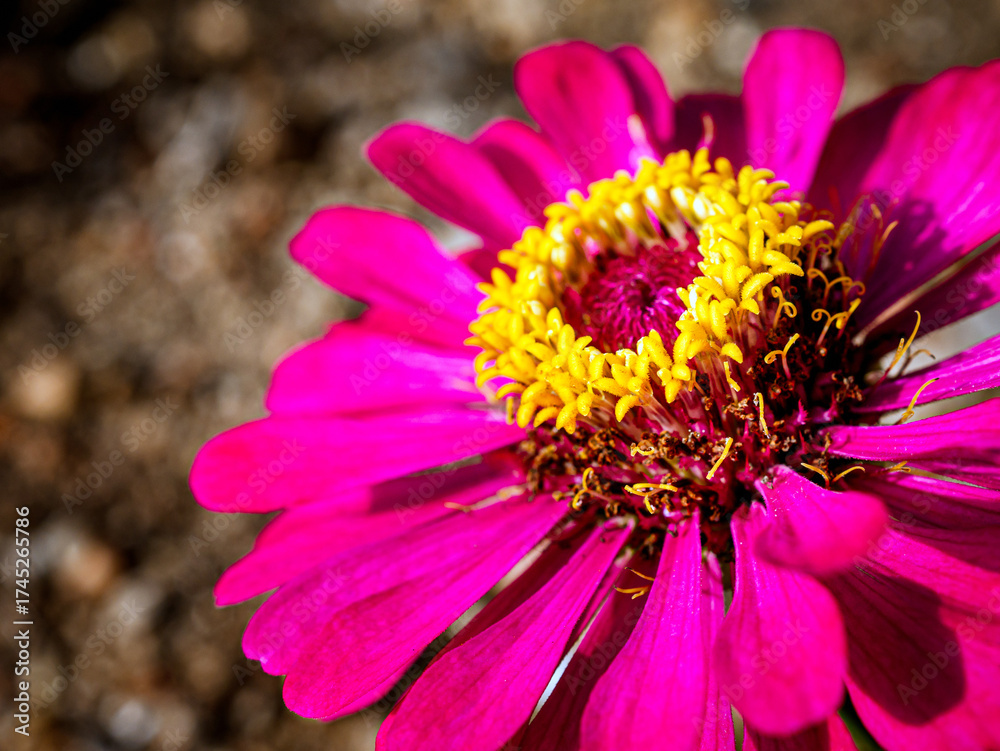 Obraz premium Macro of purple blooming zinnia flower and yellow pollen, Close-up of Heliantheae flower, Zinnia violacea Cav flower