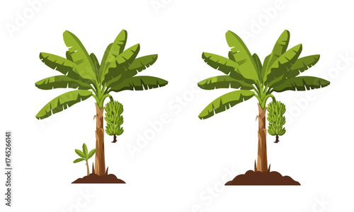 Two Banana Trees with Hanging Ripe Bananas: A Tropical Agriculture Vector Illustration Showing a Mature Plant and a Mature Plant with a Small Sprout on Soil