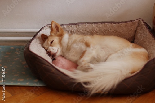 A cute crossbreed dog is sleeping in his bed at home.
